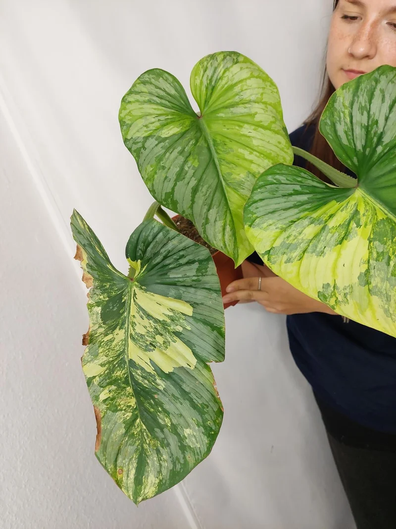Philodendron Mamei Aurea Variegata