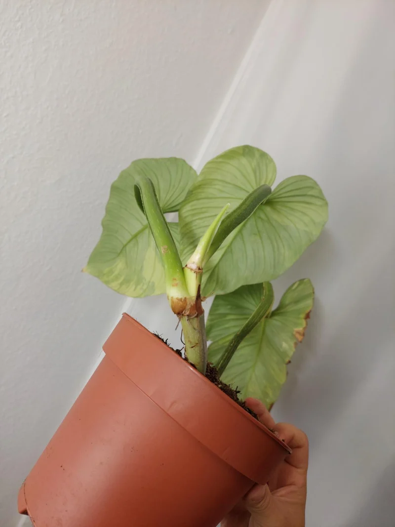 Philodendron Mamei Aurea Variegata