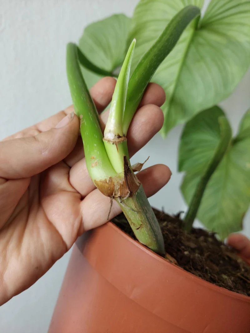 Philodendron Mamei Aurea Variegata