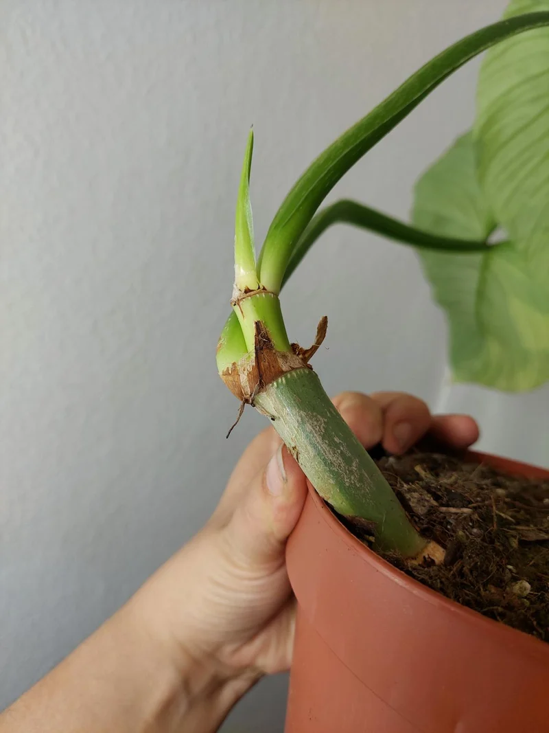 Philodendron Mamei Aurea Variegata