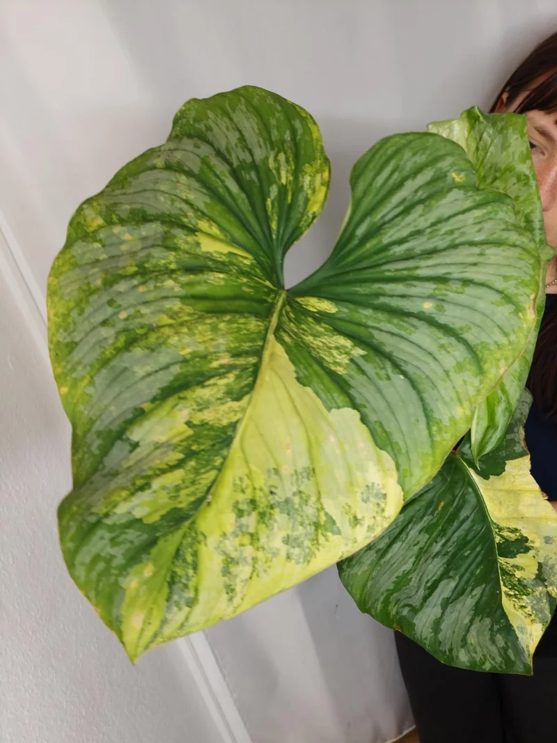 Philodendron Mamei Aurea Variegata