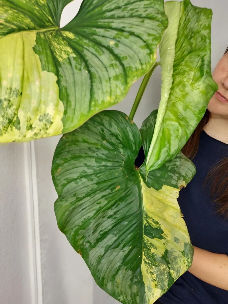 Philodendron Mamei Aurea Variegata