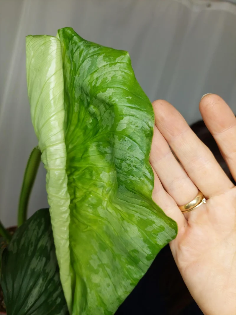 Philodendron Mamei Aurea Variegata