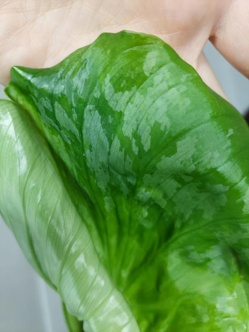 Philodendron Mamei Aurea Variegata