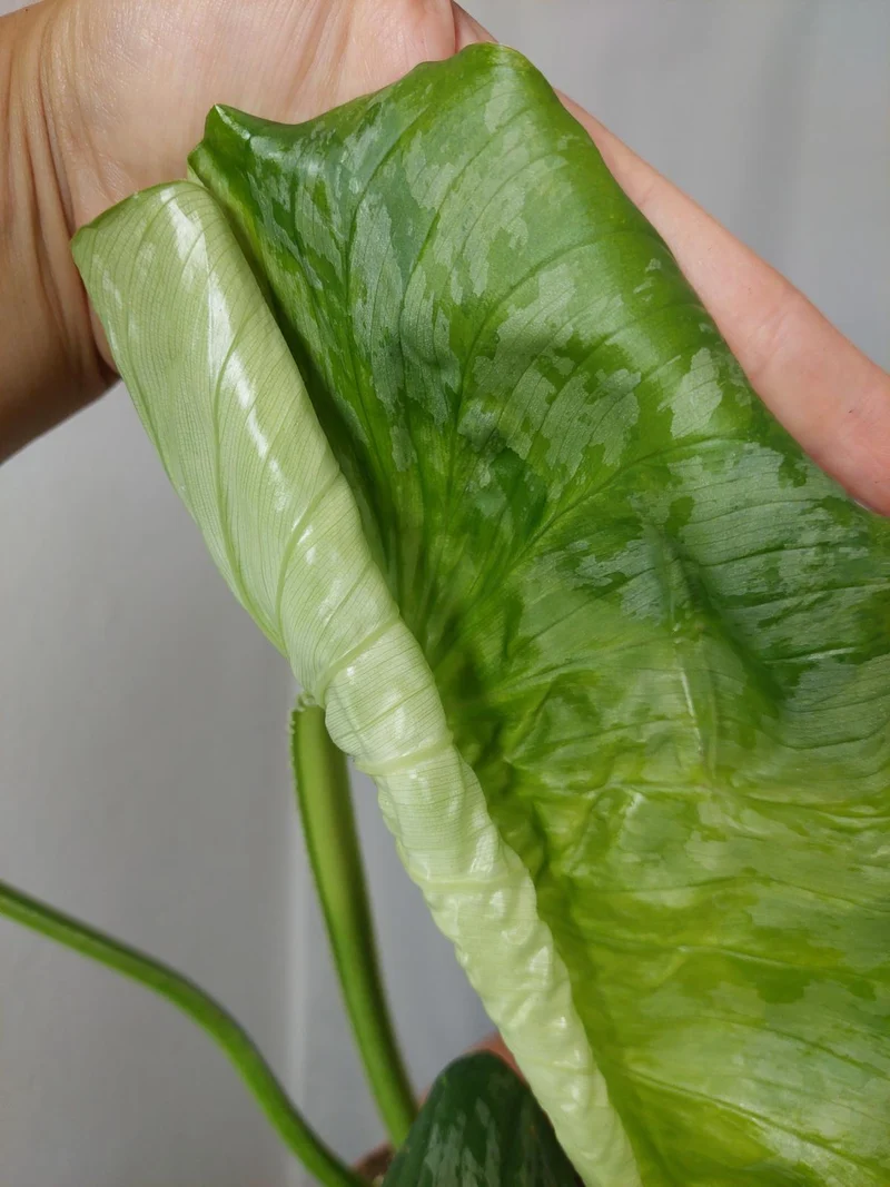 Philodendron Mamei Aurea Variegata