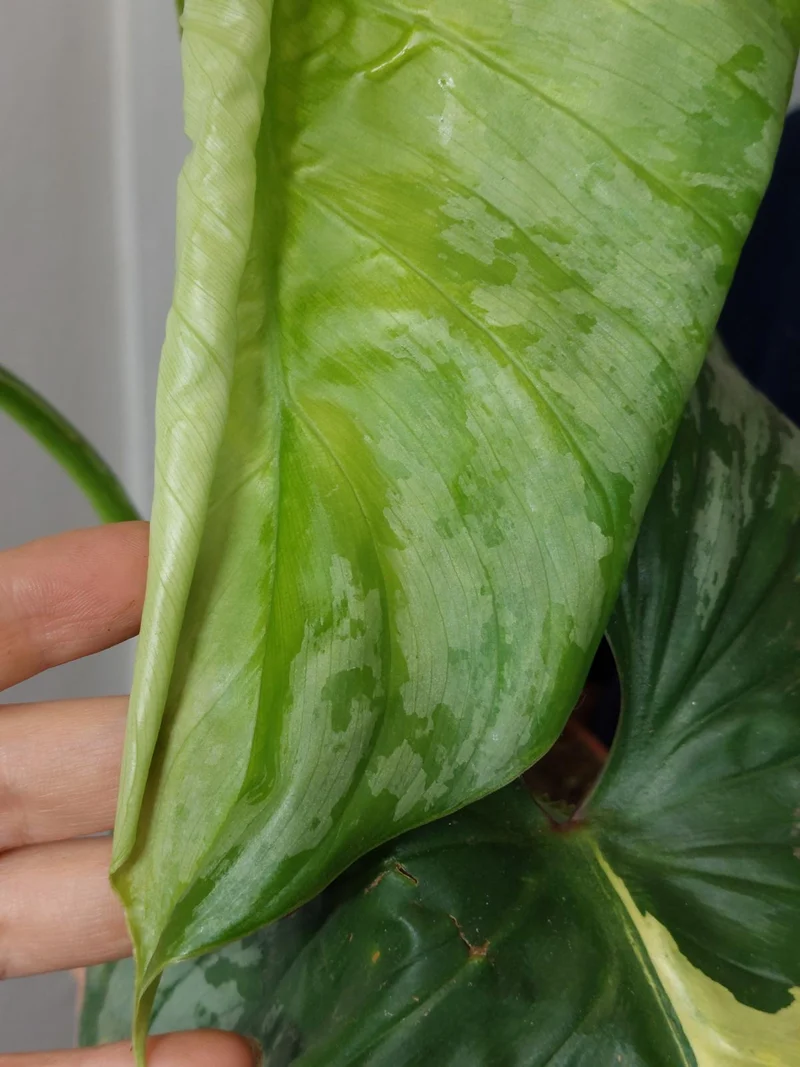 Philodendron Mamei Aurea Variegata