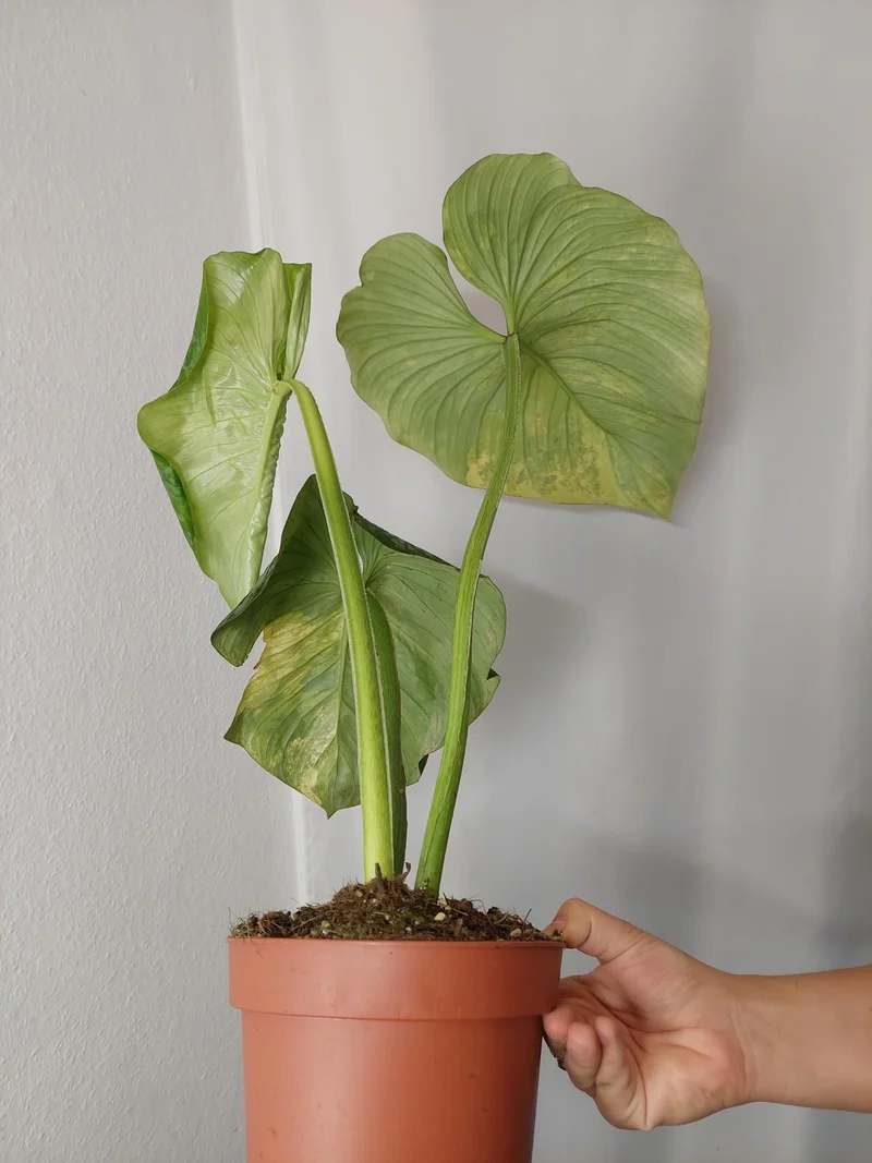 Philodendron Mamei Aurea Variegata