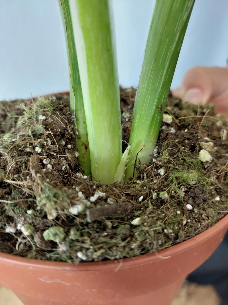 Philodendron Mamei Aurea Variegata