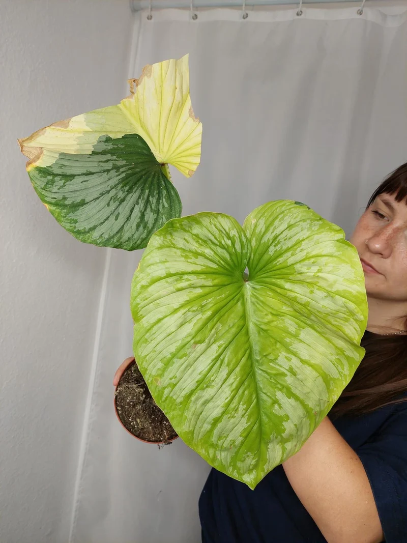 Philodendron Mamei Aurea Variegata