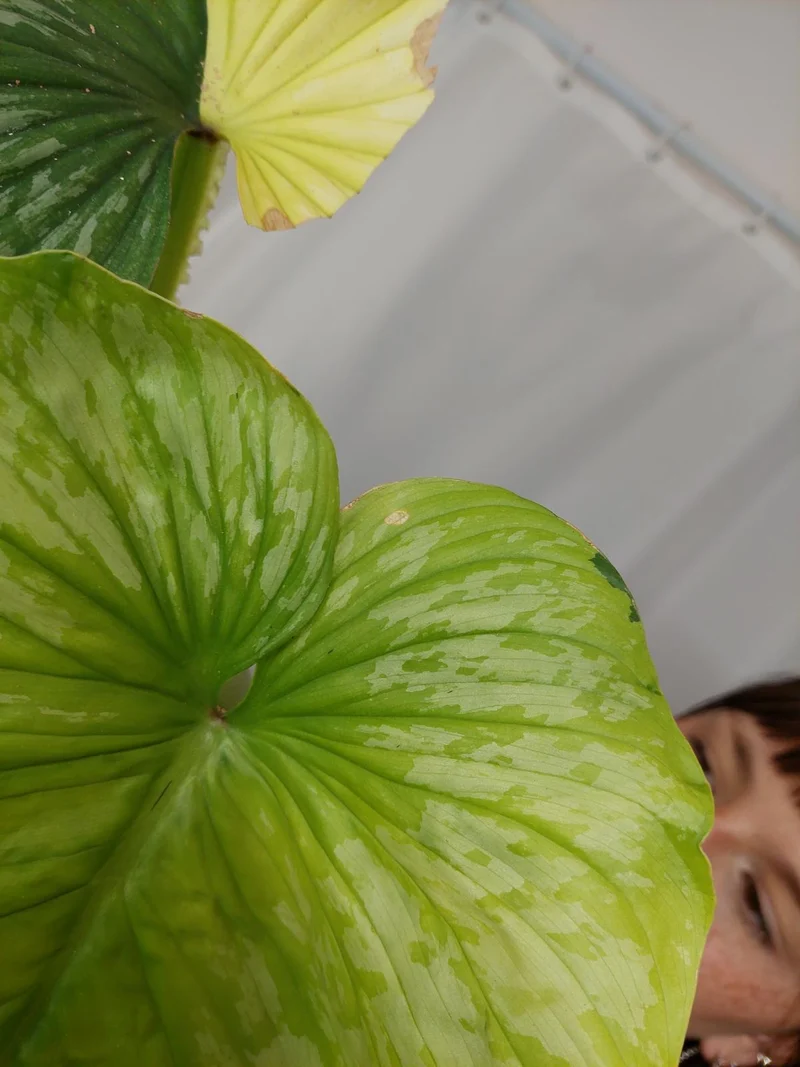 Philodendron Mamei Aurea Variegata