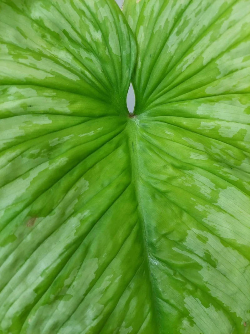 Philodendron Mamei Aurea Variegata