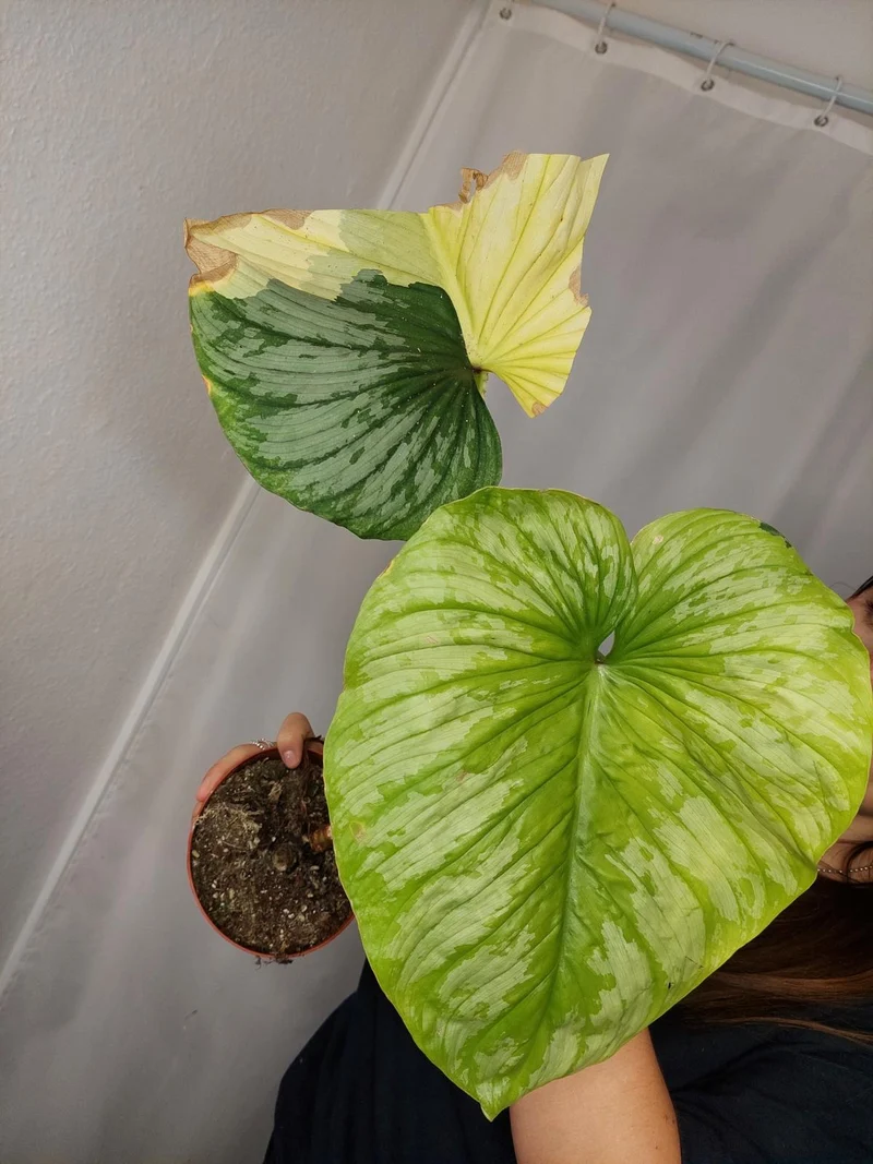 Philodendron Mamei Aurea Variegata