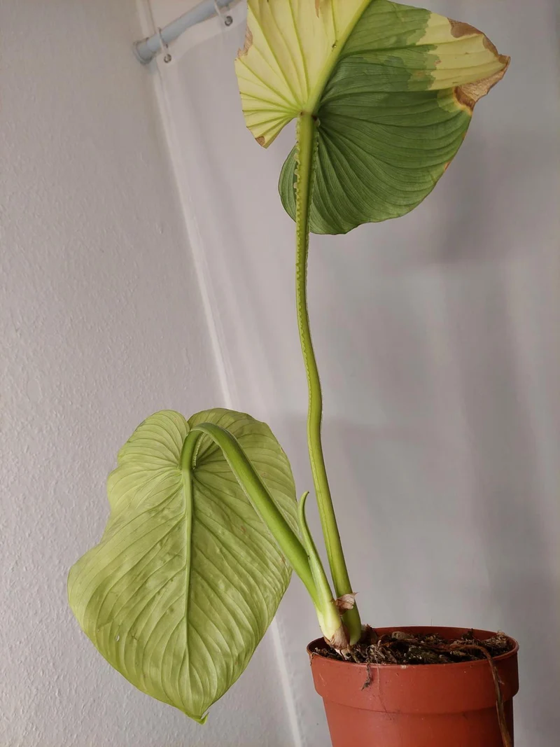 Philodendron Mamei Aurea Variegata