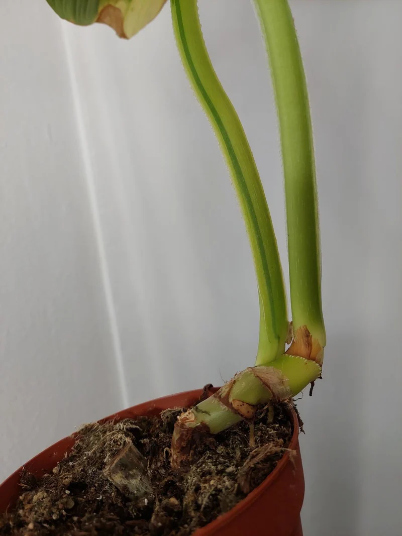Philodendron Mamei Aurea Variegata