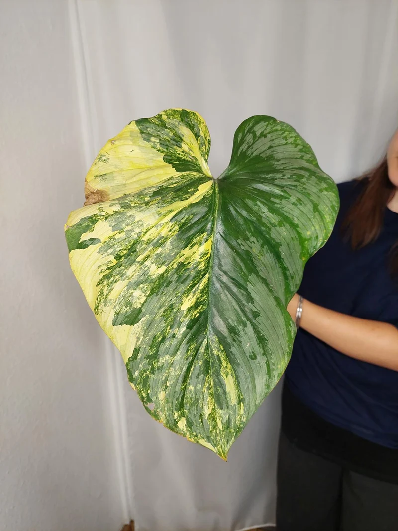Philodendron Mamei Aurea Variegata