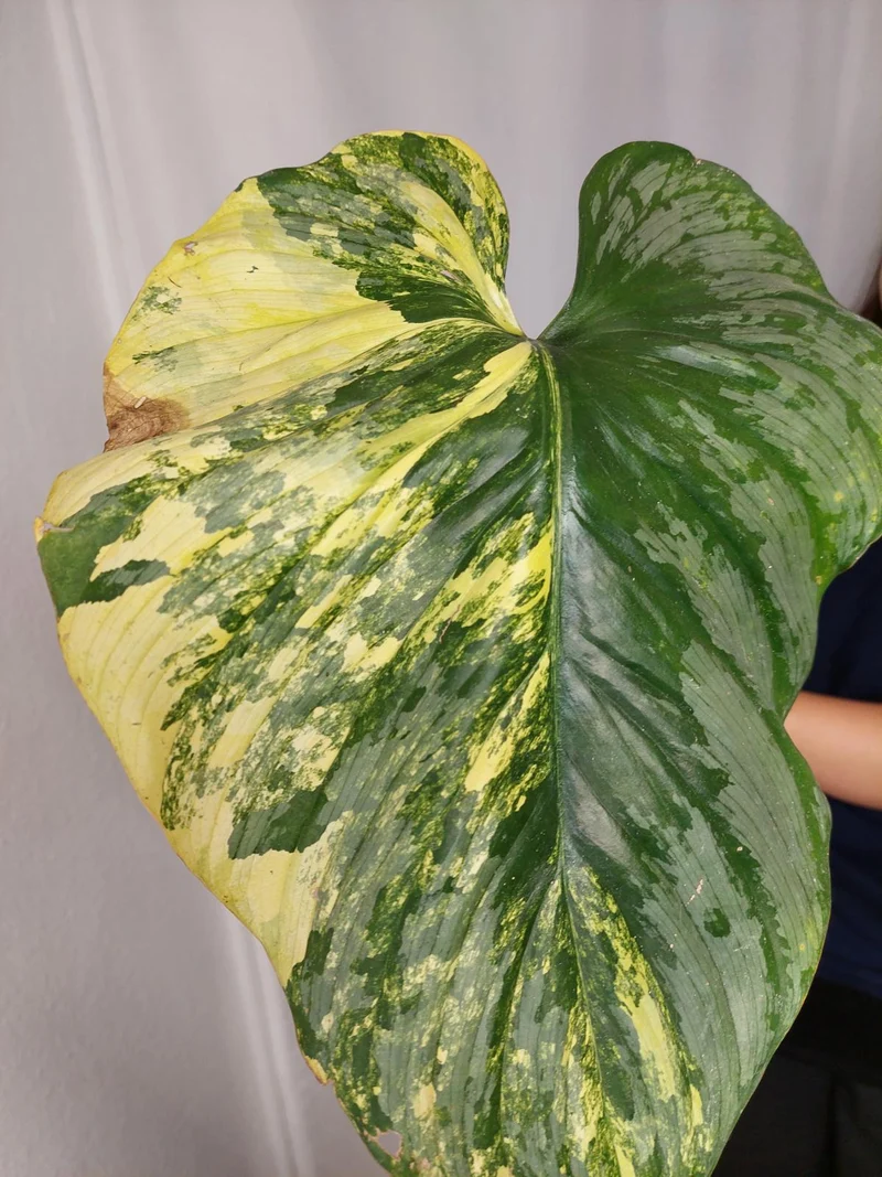 Philodendron Mamei Aurea Variegata