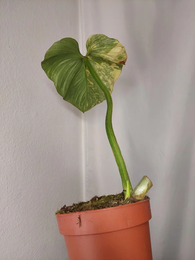 Philodendron Mamei Aurea Variegata