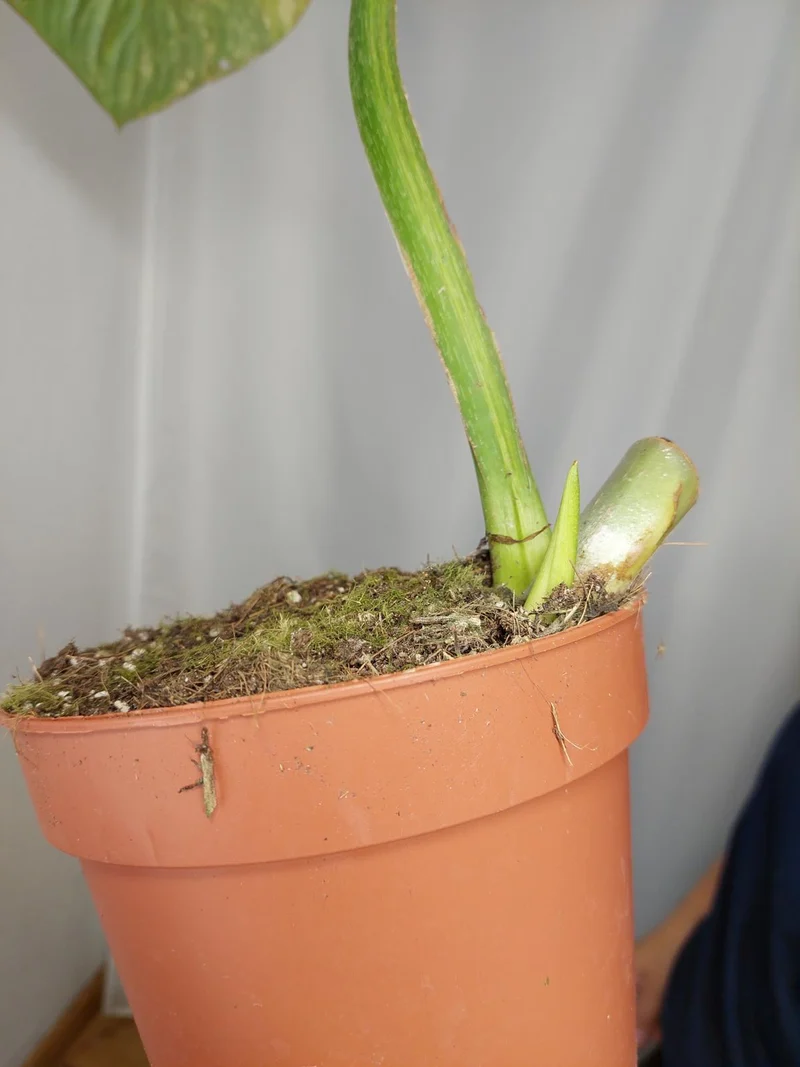 Philodendron Mamei Aurea Variegata