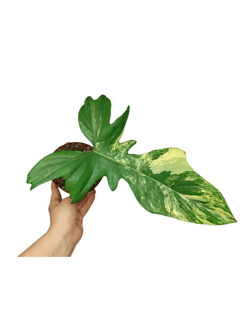 Philodendron Florida Beauty x Bipennifolium Variegata Steckling