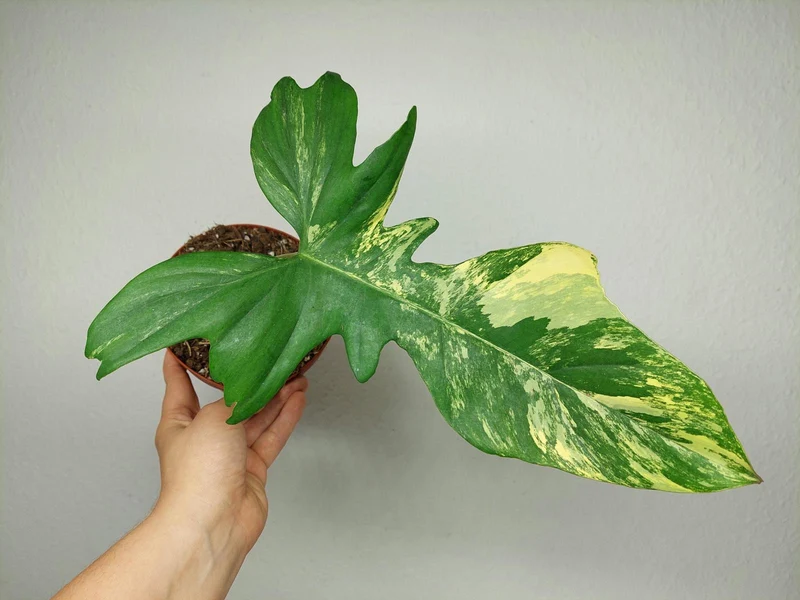 Philodendron Florida Beauty x Bipennifolium Variegata Steckling