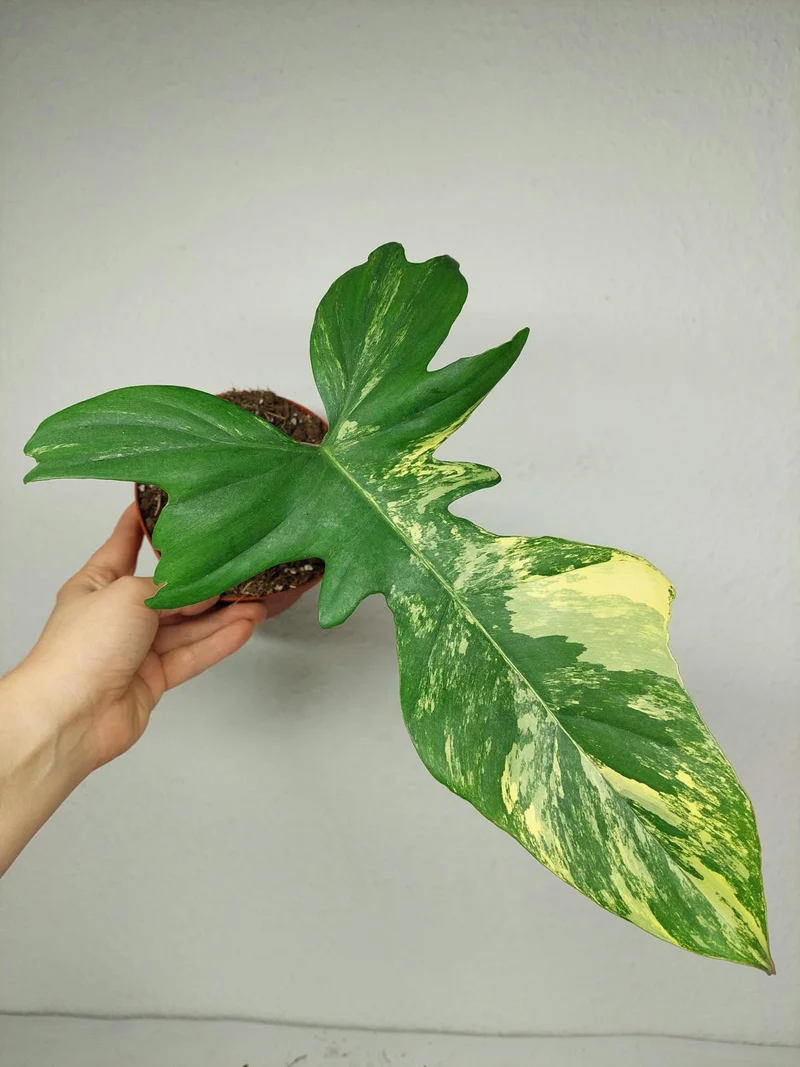 Philodendron Florida Beauty x Bipennifolium Variegata Steckling