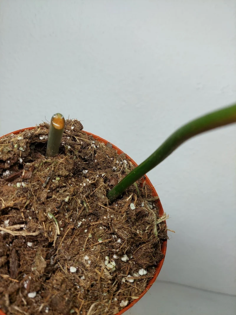 Philodendron Florida Beauty x Bipennifolium Variegata Steckling