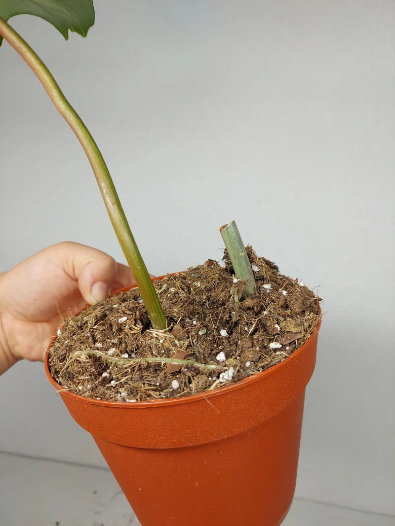 Philodendron Florida Beauty x Bipennifolium Variegata Steckling