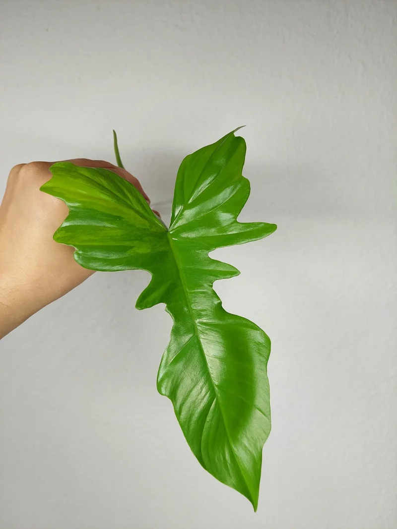Philodendron Florida Beauty x Bipennifolium Variegata Steckling