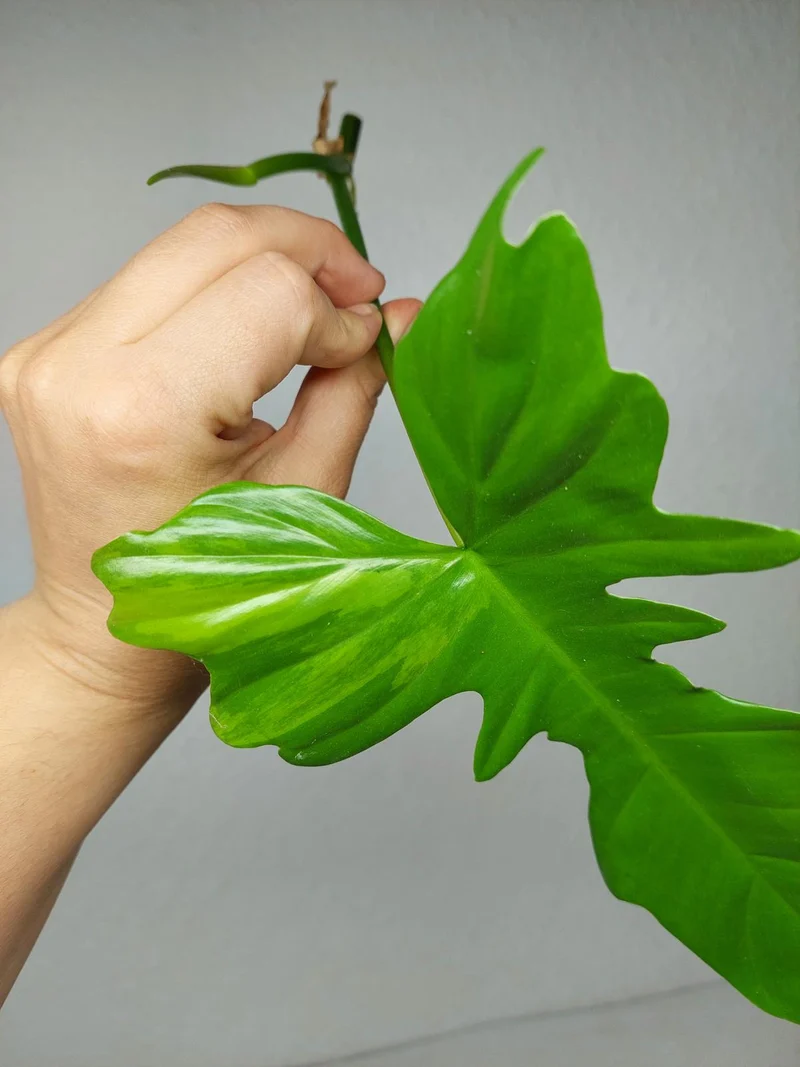 Philodendron Florida Beauty x Bipennifolium Variegata Steckling