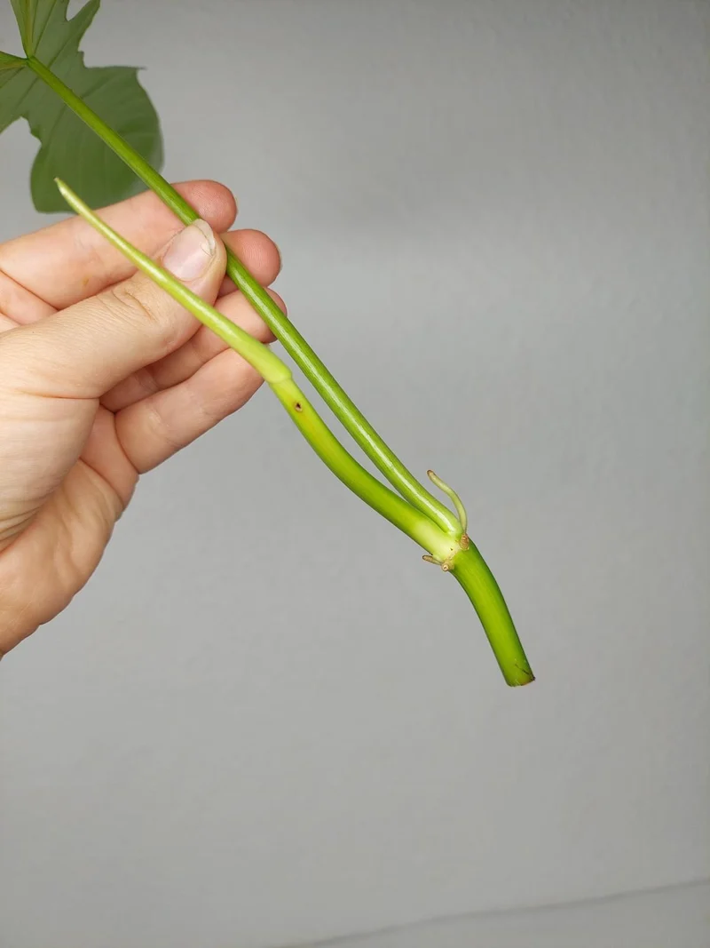 Philodendron Florida Beauty x Bipennifolium Variegata Steckling