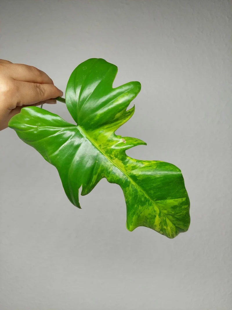 Philodendron Florida Beauty x Bipennifolium Variegata Steckling