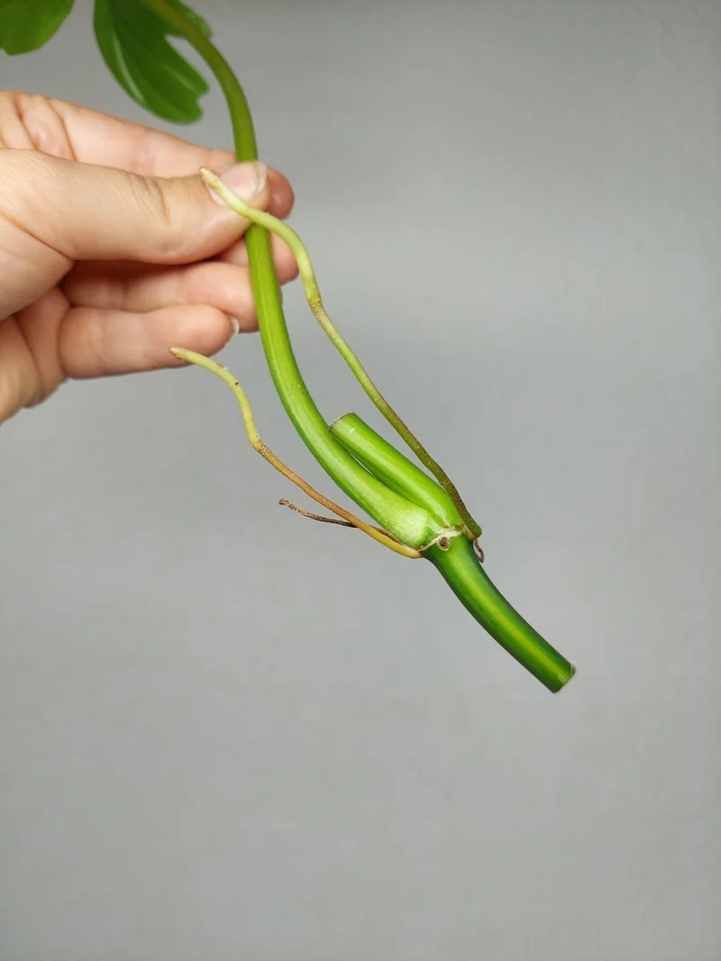 Philodendron Florida Beauty x Bipennifolium Variegata Steckling