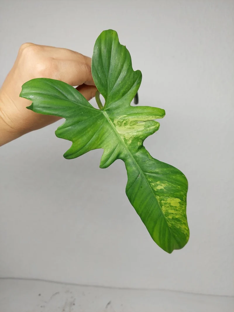 Philodendron Florida Beauty x Bipennifolium Variegata Steckling