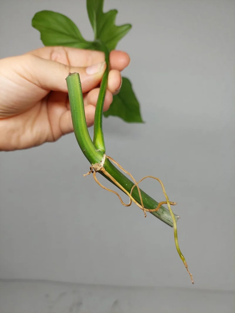 Philodendron Florida Beauty x Bipennifolium Variegata Steckling
