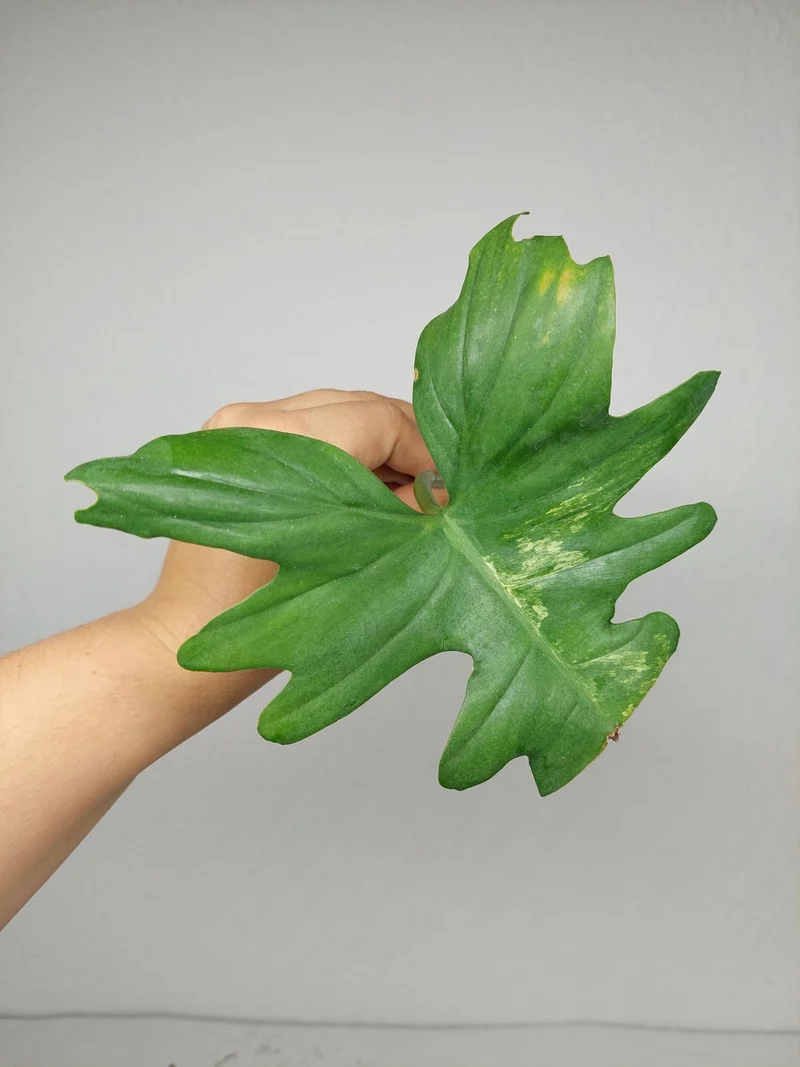 Philodendron Florida Beauty x Bipennifolium Variegata Steckling