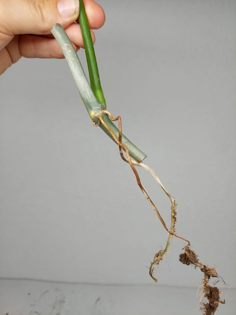 Philodendron Florida Beauty x Bipennifolium Variegata Steckling