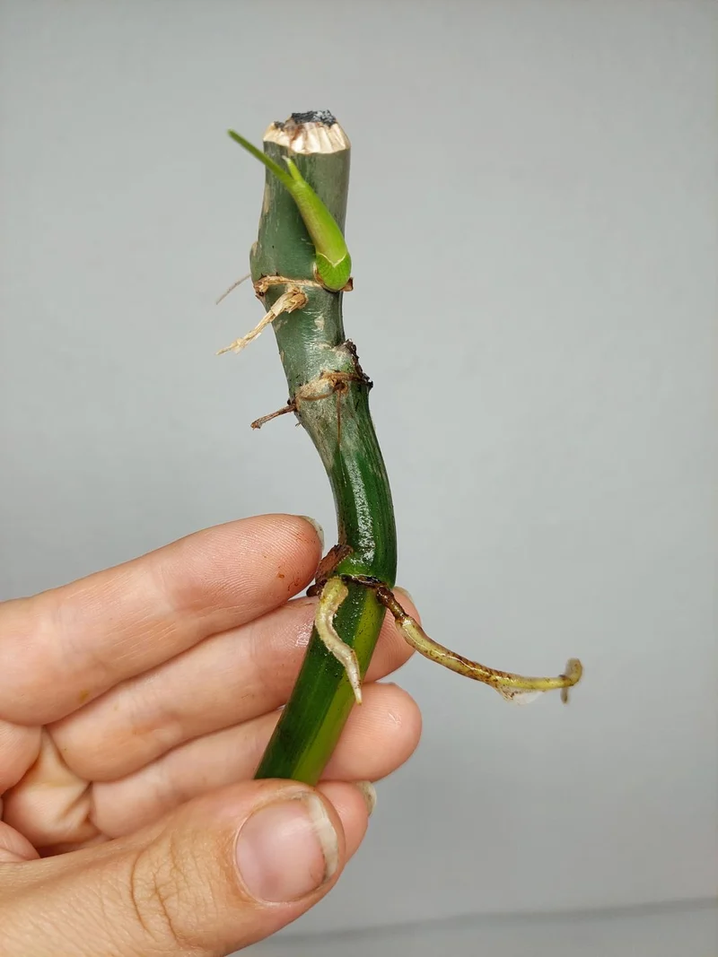 Philodendron Florida Beauty x Bipennifolium Variegata Steckling