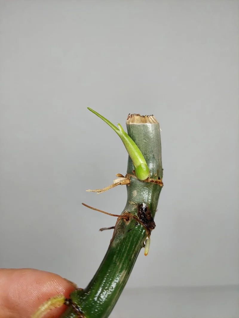 Philodendron Florida Beauty x Bipennifolium Variegata Steckling