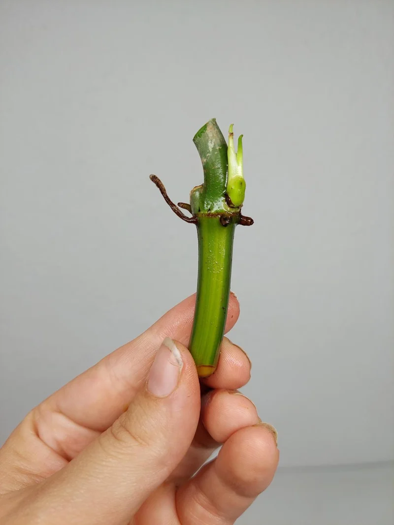 Philodendron Florida Beauty x Bipennifolium Variegata Steckling