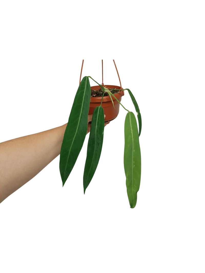 Anthurium Pallidiflorum