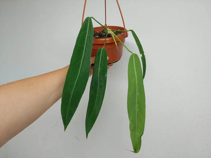 Anthurium Pallidiflorum