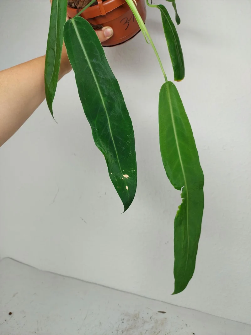 Anthurium Pallidiflorum