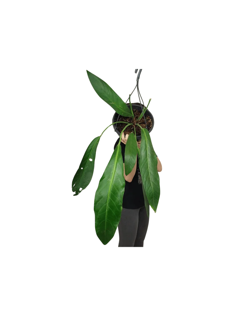 Anthurium Big Bill