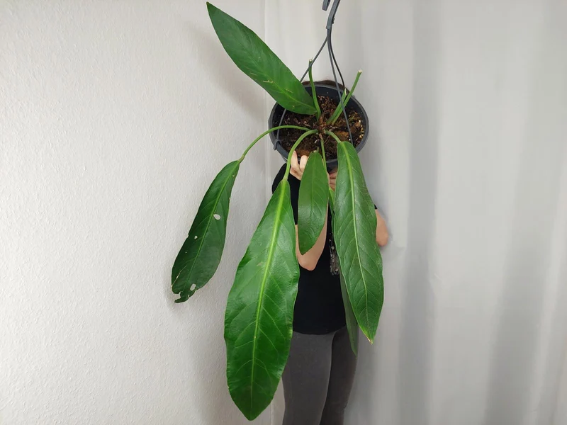 Anthurium Big Bill