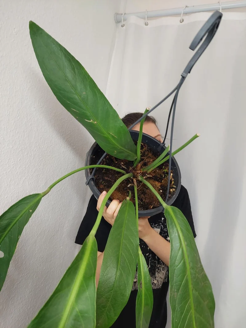 Anthurium Big Bill