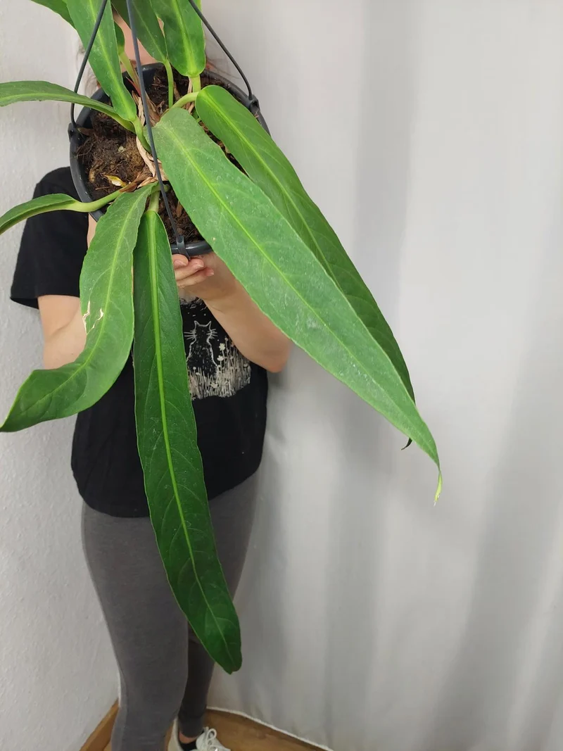 Anthurium Big Bill