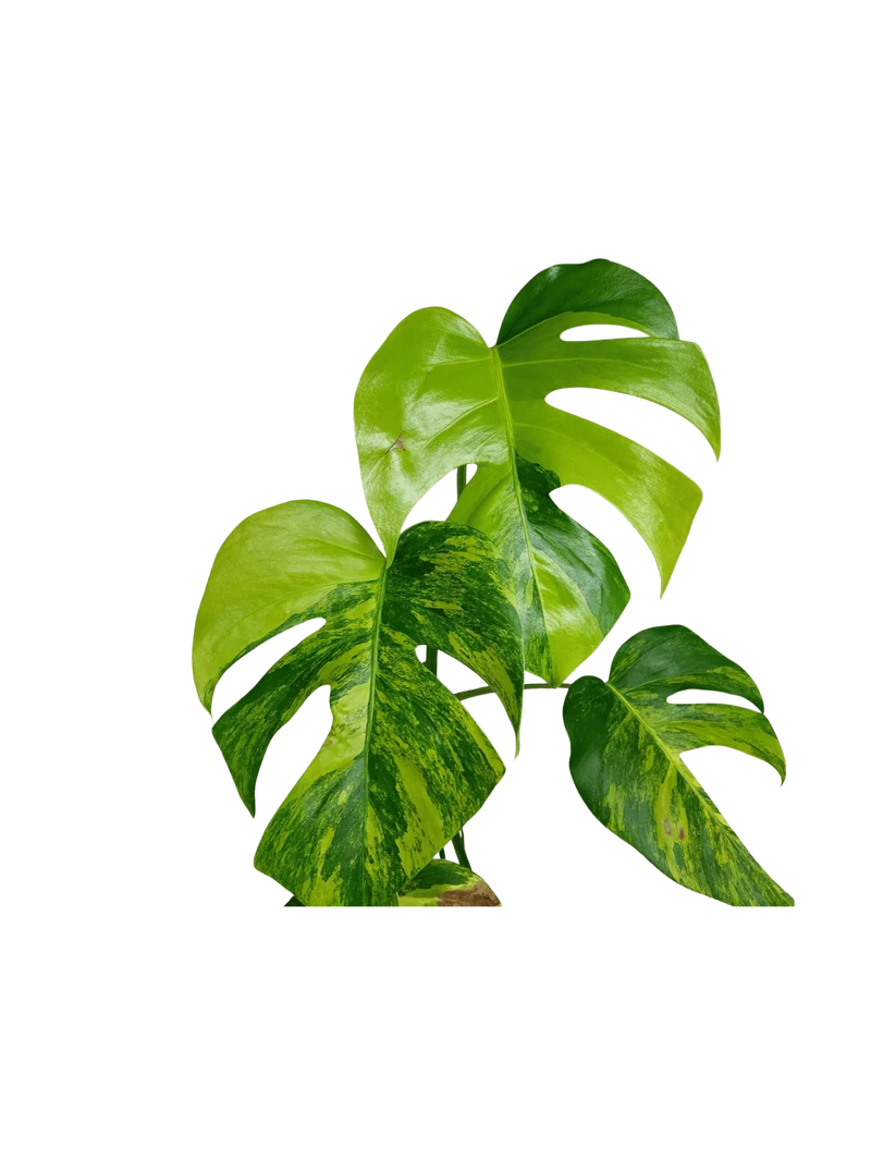 Monstera Aurea Stecklinge