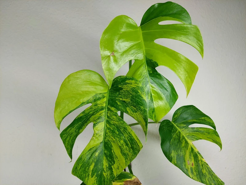 Monstera Aurea Stecklinge