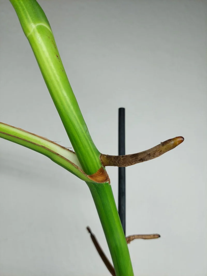 Monstera Aurea Stecklinge
