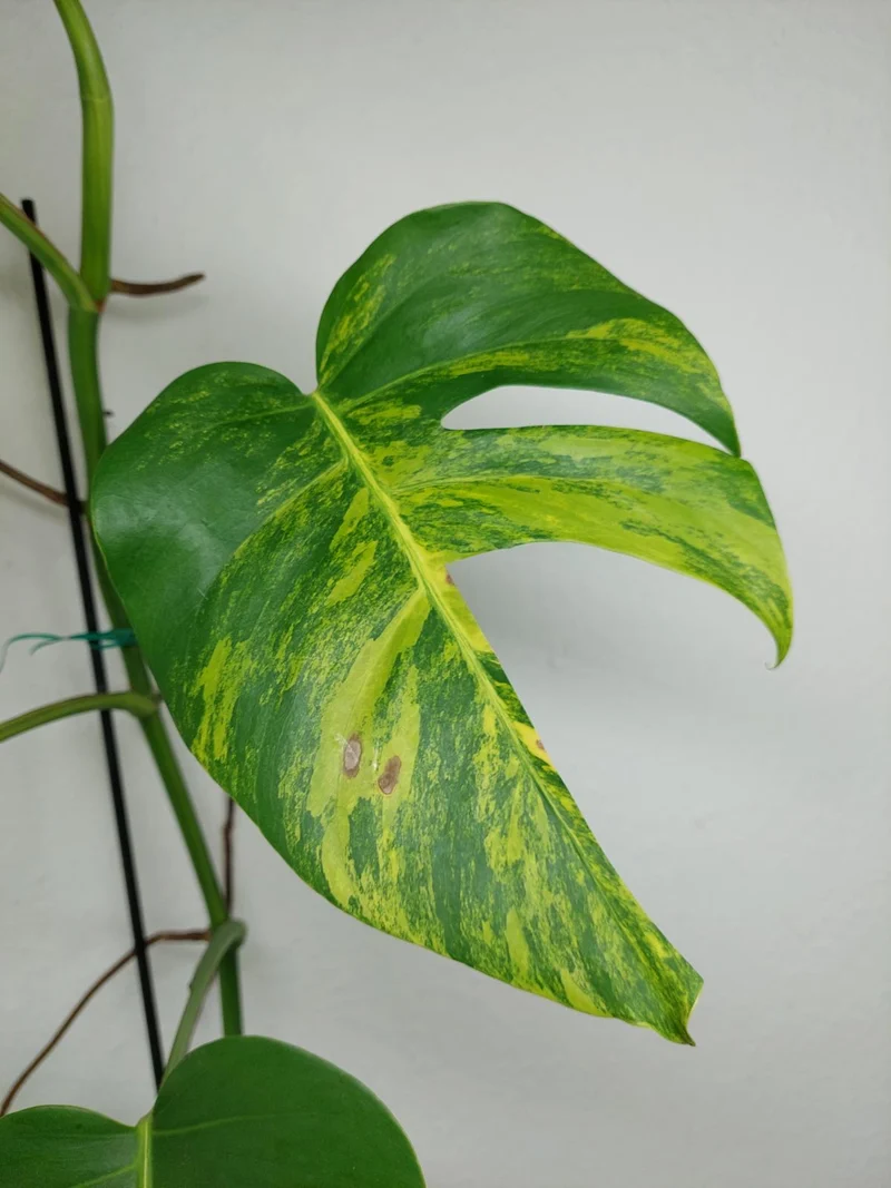 Monstera Aurea Stecklinge